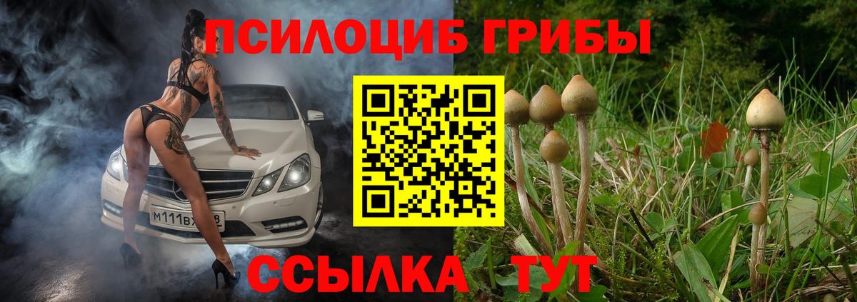Псилоцибиновые грибы Psilocybe Владикавказ